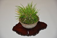 https://sites.google.com/site/tenjodo/galeries/les-arbres-de-nos-membres/sami/Dsc_0684.jpg.1379788203267.jpg?attredirects=0
