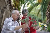 https://sites.google.com/site/tenjodo/galeries/scuola-d-arte-bonsai/cours-n/cours-n-vii-oct-2014/Dsc_4886.jpg