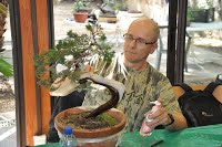 https://sites.google.com/site/tenjodo/galeries/scuola-d-arte-bonsai/cours-n/cours-n-vii-oct-2014/Dsc_4896.jpg
