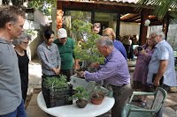 https://sites.google.com/site/tenjodo/galeries/scuola-d-arte-bonsai/cours-n/cours-n-vii-oct-2014/Dsc_4900.jpg