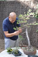 https://sites.google.com/site/tenjodo/galeries/scuola-d-arte-bonsai/cours-n/cours-n-vii-oct-2014/Dsc_4901.jpg