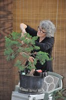 https://sites.google.com/site/tenjodo/galeries/scuola-d-arte-bonsai/cours-n/cours-n-vii-oct-2014/Dsc_4917.jpg
