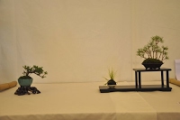 https://sites.google.com/site/tenjodo/galeries/Les-Expo-o-nous-tions/st-tulle-2014/Dsc_4819%20(2).jpg