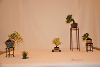 https://sites.google.com/site/tenjodo/galeries/Les-Expo-o-nous-tions/st-tulle-2014/Dsc_4733.jpg
