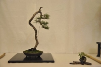 https://sites.google.com/site/tenjodo/galeries/Les-Expo-o-nous-tions/st-tulle-2014/Dsc_4864.jpg