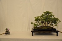https://sites.google.com/site/tenjodo/galeries/Les-Expo-o-nous-tions/st-tulle-2014/Dsc_4874.jpg