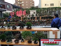 https://sites.google.com/site/tenjodo/galeries/sami-au-japon/marches-bonsai