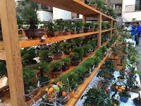 https://sites.google.com/site/tenjodo/galeries/sami-au-japon/marches-bonsai/image-7d4a70c954f6fb855d38c289a7a45fb5d59740ee6eb0d23e8e3f5d2e1670bdb5-V.jpg