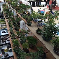 https://sites.google.com/site/tenjodo/galeries/sami-au-japon/marches-bonsai/image-617b2ac4fb1ef4679e1931d563a1456be01a29e99df0bdfa8aecd3555a352196-V.jpg