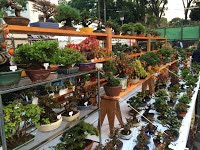 https://sites.google.com/site/tenjodo/galeries/sami-au-japon/marches-bonsai/image-8649d4b4e0792870f2690b317e1df1094a5286ebb18d56f21a3857c18698b990-V.jpg