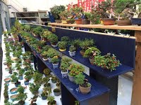 https://sites.google.com/site/tenjodo/galeries/sami-au-japon/marches-bonsai/image-a80953e39f854de9bc953301d9e7eee3b1445bddf3bae166fc818dd4d8115223-V.jpg