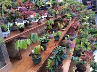 https://sites.google.com/site/tenjodo/galeries/sami-au-japon/marches-bonsai/image-b805a614119a04a2fcb6bff7f630c5b08911d900885d7a49019b6d44fba77557-V.jpg