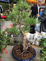 https://sites.google.com/site/tenjodo/galeries/sami-au-japon/marches-bonsai/image-97ee99f02dc2faf6cb6b3fe9905e257c14b9f9dc696b085d629444674374c8ae-V.jpg