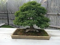 https://sites.google.com/site/tenjodo/galeries/sami-au-japon/omiya-bonsai-museum/image-244ebddf7d4f6893fb4c2d3643247019973ba4654fa49f1f50a729216102f533-V.jpg