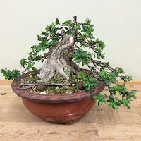 https://sites.google.com/site/tenjodo/galeries/sami-au-japon/chez-me-suzuki/l-atelier/image-8cc2efb349e2ff8abdb2a7de11b4e9129ab79874ca64a91f8f5694e3c8f05d43-V.jpg