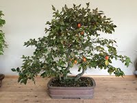 https://sites.google.com/site/tenjodo/galeries/sami-au-japon/chez-me-suzuki/l-atelier/image-eec128e3ca2fe6f912fa4fe3f847919d6924565d1c3a579f4ef2d217dea40e1a-V.jpg