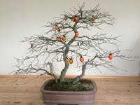 https://sites.google.com/site/tenjodo/galeries/sami-au-japon/chez-me-suzuki/l-atelier/image-80af4d72e354f8ab66e0c6a1502d8d2792e7cc8f9c2878b9c915dd1b4f4880e2-V.jpg