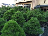 https://sites.google.com/site/tenjodo/galeries/sami-au-japon/chez-me-suzuki/le-jardin/image-06c619f68b34bd90634914b504c7a48e8a1196228f914484ff4b6be52d788155-V.jpg