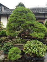 https://sites.google.com/site/tenjodo/galeries/sami-au-japon/chez-me-suzuki/le-jardin/image-33baaa9a04298ff8d90f902be0462108904a3ff09c983a0327d8a17ff1b828cf-V.jpg