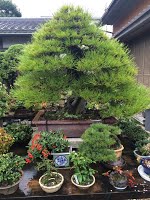 https://sites.google.com/site/tenjodo/galeries/sami-au-japon/chez-me-suzuki/le-jardin/image-52bb3503e78f7d0c65b528c453a34abc41e5c247dc2a41d5e892d4b29f8637f4-V.jpg