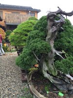 https://sites.google.com/site/tenjodo/galeries/sami-au-japon/chez-me-suzuki/le-jardin/image-22cc06dcb8178c60b415d47d078917e77e2d0f9eb7eeb117ab3b29af9b139172-V.jpg