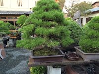 https://sites.google.com/site/tenjodo/galeries/sami-au-japon/chez-me-suzuki/le-jardin/image-060e6876d469e3332c8dbe440aa7c6b37063d6daf0a0be59308e26002a38d57e-V.jpg