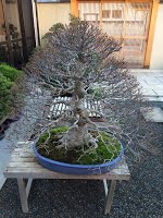https://sites.google.com/site/tenjodo/galeries/sami-au-japon/chez-me-suzuki/le-jardin/image-66f2ad3da496e1c77203bf8b1894fef4771749102d88e7768ad21fc8d31151a5-V.jpg