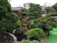 https://sites.google.com/site/tenjodo/galeries/sami-au-japon/chez-me-suzuki/le-jardin/image-332c4afa7a0ee4b9c89f15ca8f9445250c0651fe5bea1d6710ec3748ef9b1330-V.jpg