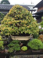 https://sites.google.com/site/tenjodo/galeries/sami-au-japon/chez-me-suzuki/le-jardin/image-915bbbcff973da0fa8f6daa187f0203e1cc82897ac1b1c5e53efbdcd7e67eb5e-V.jpg
