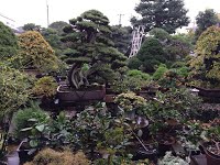 https://sites.google.com/site/tenjodo/galeries/sami-au-japon/chez-me-suzuki/le-jardin/image-2306fedb202546aa080ef48d41c81cc1040442317a050707d859ebcc3c4ae6d7-V.jpg