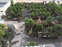 https://sites.google.com/site/tenjodo/galeries/sami-au-japon/chez-me-suzuki/le-jardin/image-8024b47e8dc3e7849ea0ffdfa1ebc6533c75139f85e707021524f45e9156bb5d-V.jpg