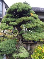 https://sites.google.com/site/tenjodo/galeries/sami-au-japon/chez-me-suzuki/le-jardin/image-7515741e625279d48c24c75af43421aabb176cdf173fdf102bc7974b102e59d0-V.jpg