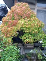 https://sites.google.com/site/tenjodo/galeries/sami-au-japon/chez-me-suzuki/le-jardin/image-bc1373364a1187bd0e187dd30dd740b35d48488017a34966256049fb64c6ea17-V.jpg