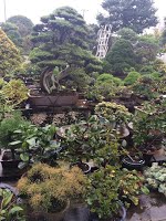 https://sites.google.com/site/tenjodo/galeries/sami-au-japon/chez-me-suzuki/le-jardin/image-c52c41df54ce1d73523675cb9e4054715cd34a6a00bdac352e31d897f2171b0f-V.jpg