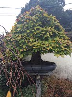 https://sites.google.com/site/tenjodo/galeries/sami-au-japon/chez-me-suzuki/le-jardin/image-ca74c89d7126551221c72399a7448186960874046310f3b15106b07fa51ac088-V.jpg