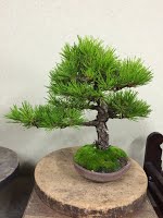 https://sites.google.com/site/tenjodo/galeries/sami-au-japon/chez-me-suzuki/l-atelier/image-98d7524d24cfc4908c71a26d5425538db66b580320aba42dcc89493d5b3b26b1-V.jpg