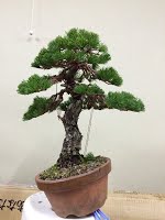 https://sites.google.com/site/tenjodo/galeries/sami-au-japon/chez-me-suzuki/l-atelier/image-2aed8c9fcec67541bac3eb8d7e2654bcd78d65fd6bb3d0bf5209a85fc0d4ad38-V.jpg