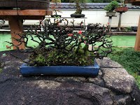 https://sites.google.com/site/tenjodo/galeries/sami-au-japon/temple-bouddhiste/image-8118f12b628526c6b3586d7295b1910198f2c0ee2be34ea5581c8a0e6f8f2a8f-V.jpg