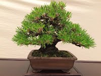 https://sites.google.com/site/tenjodo/galeries/sami-au-japon/habikino-city/image-2fa3044cf30de0550a06129f7944f8b600f584568ceead1851327c5a8218794f-V.jpg