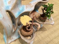 https://sites.google.com/site/tenjodo/galeries/sami-au-japon/habikino-city/image-5af5d0cd6a70614b50302bca95c92c28cae61620124c7e9beaaafcac3f23927f-V.jpg