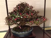https://sites.google.com/site/tenjodo/galeries/sami-au-japon/habikino-city/image-8beb3014286a0fc8e918ca258c0921e484968ddb292fcfef7d7ca7837724e8ce-V.jpg