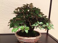 https://sites.google.com/site/tenjodo/galeries/sami-au-japon/habikino-city/image-25bc69579abfa964885c153ba038e720af7db6ea2ace748adbc228a8bc390371-V.jpg