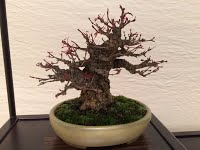 https://sites.google.com/site/tenjodo/galeries/sami-au-japon/habikino-city/image-649564f031dbda5cede3512c43d484c926ce973f241219f49abc00a3594b9e8f-V.jpg