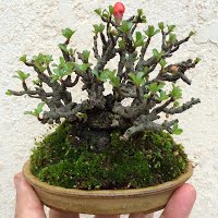 https://sites.google.com/site/tenjodo/galeries/les-arbres-de-nos-membres/sami/!cid_4A15B711-1DD6-4B21-8D04-2729B1AC9622.jpg