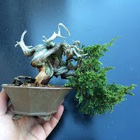 https://sites.google.com/site/tenjodo/galeries/les-arbres-de-nos-membres/sami/!cid_85D9D016-275B-4238-9A6B-869212E53790.jpg