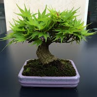 https://sites.google.com/site/tenjodo/galeries/les-arbres-de-nos-membres/sami/!cid_CAF84C3C-4B6D-4B3F-B9AD-E3D6669908C1.jpg
