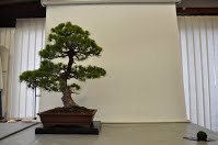 https://sites.google.com/site/tenjodo/galeries/scuola-d-arte-bonsai/cours-n/cours-n-viii/Dsc_6175.jpg