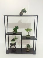 https://sites.google.com/site/tenjodo/galeries/les-arbres-de-nos-membres/eric-o/!cid_37D74617-B57C-4D34-9615-541EAE9D5AB6.jpg