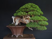https://sites.google.com/site/tenjodo/galeries/les-arbres-de-nos-membres/remi/Remi%202.JPG