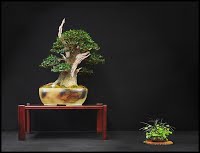 https://sites.google.com/site/tenjodo/galeries/les-arbres-de-nos-membres/remi/Remi%205.jpg